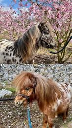Ter dekking: 2 appaloosa shetlanders, Dieren en Toebehoren, Hengst