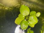 Limnobium laevigatum – Amazone kikkerbeet, Ophalen, Zo goed als nieuw, Plant(en), Steen of Hout