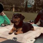 Jack russel x Pomeriaan pups, Jack Russell Terriër, 8 tot 15 weken, Meerdere, Meerdere dieren
