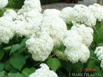 Te koop mooie strong hortensia annabelle., Tuin en Terras, Planten | Tuinplanten, Ophalen of Verzenden, Zomer, Overige soorten