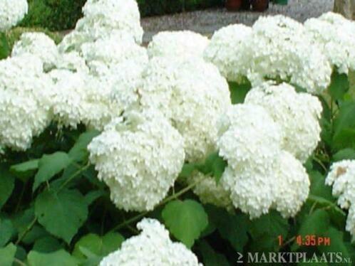 Te koop mooie strong hortensia annabelle., Tuin en Terras, Planten | Tuinplanten, Overige soorten, Halfschaduw, Zomer, Ophalen of Verzenden