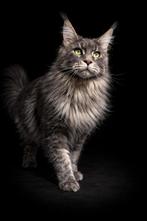 Russische Maine coon Dekkater (niet te koop), 0 tot 2 jaar