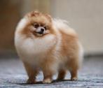 Pomeriaan gezocht, Dieren en Toebehoren, Honden | Poolhonden, Keeshonden en Oertypen, Rabiës (hondsdolheid), 15 weken tot 1 jaar