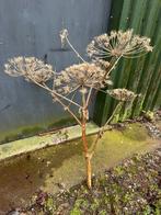gedroogde berenklauw 1.30 m hoog, Huis en Inrichting, Ophalen, Gebruikt
