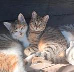 Superlieve kittens lapje en tijger, Dieren en Toebehoren, Poes