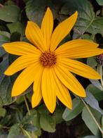 Plantje knolzonnebloem - Helianthus tuberosus, Tuin en Terras, Planten | Tuinplanten, Volle zon, Vaste plant, Zomer, Ophalen
