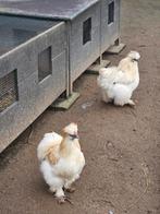 Zijdehoen haantjes, Dieren en Toebehoren, Pluimvee, Mannelijk, Kip