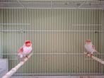 Koppel roodmozaiek type 2, Dieren en Toebehoren, Vogels | Kanaries, Meerdere dieren, Kleurkanarie