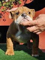 Engelse bulldog teef, Dieren en Toebehoren, Particulier, Rabiës (hondsdolheid), 15 weken tot 1 jaar, Buitenland