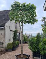 Amberboom Liquidambar leiboom leivorm, Bloeit niet, Leiboom, Ophalen of Verzenden, 250 tot 400 cm