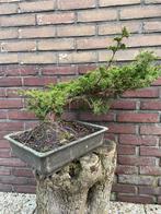 Juniperus Itoigawa Bonsai, Bloeit niet, Overige soorten, Minder dan 100 cm, Ophalen