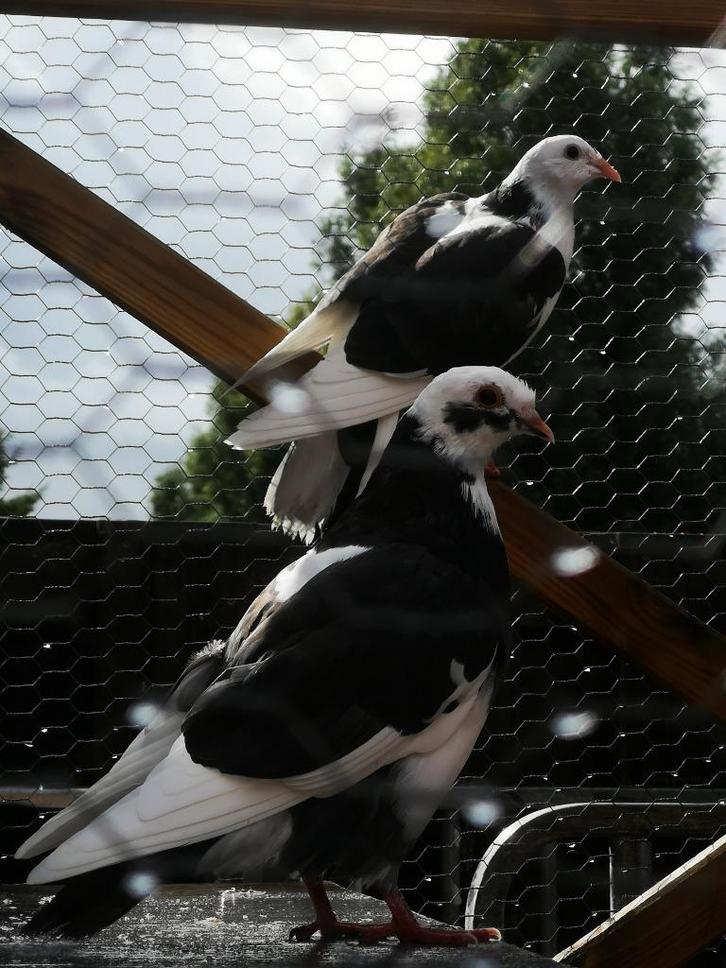 duiven, Dieren en Toebehoren, Vogels | Duiven, Kropper, Meerdere dieren