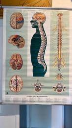 vintage medische schoolplaten posters, Antiek en Kunst, Ophalen of Verzenden, Natuur en Biologie