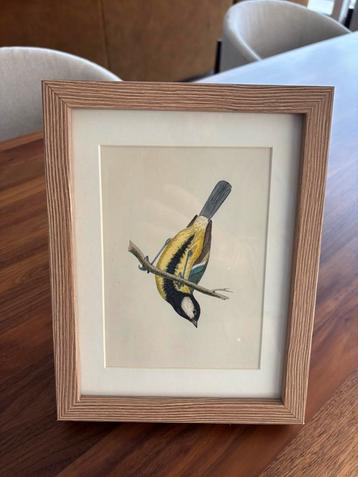 Antieke vogeltekening in houten lijst beschikbaar voor biedingen