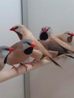 Spitstaart amadines, Dieren en Toebehoren, Vogels | Overige Vogels, Meerdere dieren, Tropenvogel, Geringd