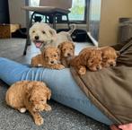 Maltipoo pups [ Toypoedel x Maltezer ] Beide ouders aanwezig, CDV (hondenziekte), Particulier, Meerdere, 8 tot 15 weken