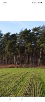 HOOGSTE PRIJS !! Bosgrond, natuurgrond, perceel bos, natuur, Tuin en Terras, Planten | Bomen, Ophalen of Verzenden