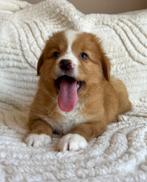 Golden retriever x Nova scotia duck tolling retriever pups, Dieren en Toebehoren, Honden | Retrievers, Spaniëls en Waterhonden