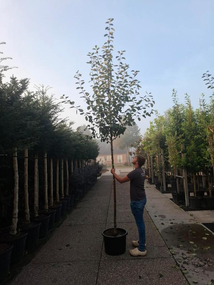 fruitbomen hoogstam appelboom Malus schone boskoop Notaris, Tuin en Terras, Planten | Bomen, Overige soorten, Volle zon, Lente