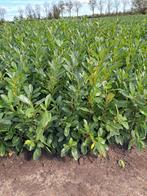 Prunus rotonifolia, Tuin en Terras, Planten | Struiken en Hagen, Ophalen, Laurier, Haag, Minder dan 100 cm