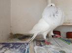 Jonge gaditano doffer, Dieren en Toebehoren, Vogels | Duiven, Mannelijk, Kropper