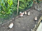 3 mooie Serama hennen beschikbaar, Dieren en Toebehoren, Pluimvee, Vrouwelijk, Kip