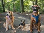 Honden opvang/oppas Assen, Ophalen