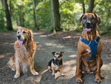 Honden opvang/oppas Assen beschikbaar voor biedingen
