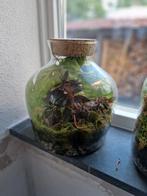 Ecosysteem terrarium, Huis en Inrichting, Kamerplanten, Overige soorten, In pot, Minder dan 100 cm, Groene kamerplant
