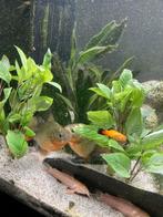 Mooie piranha bak, Dieren en Toebehoren, Vissen | Aquariumvissen