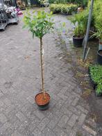 Pluimhortensia op stam. Limelight, Tuin en Terras, Planten | Bomen, Ophalen, Zomer, Volle zon, 100 tot 250 cm