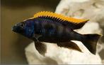 Otopharynx, Vis