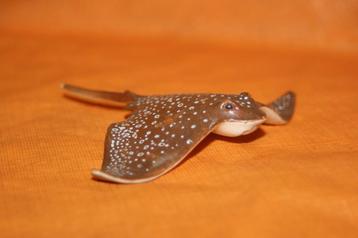 Schleich 14557 adelaarsrog, dierfiguur beschikbaar voor biedingen