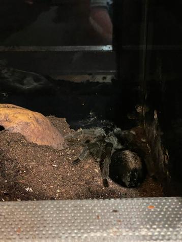 0.1 adult vrouw Grammostola pulchra (18cm) beschikbaar voor biedingen