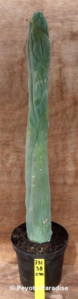 Penis Cactus (dik en lang). De echte Penis plant ! beschikbaar voor biedingen
