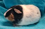 Cavia's verwacht! Dalmatiner., Maart, Meerdere dieren, Cavia