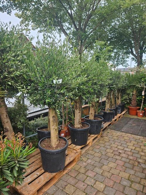 Olijfbomen diverse maten en stammen, bezorgd in/om Hsum, Tuin en Terras, Planten | Bomen, Olijfboom, 100 tot 250 cm, Volle zon
