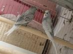 Grasparkieten koppel spangle grijs, Dieren en Toebehoren, Vogels | Parkieten en Papegaaien, Meerdere dieren, Parkiet, Geringd