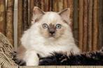 Prachtig Ragdoll kitten met stamboom, Dieren en Toebehoren, Katten en Kittens | Raskatten | Langhaar, Poes, Gechipt, 0 tot 2 jaar