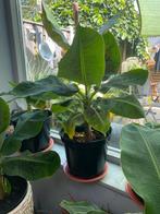 Musa Dwarf Cavendish te koop - bananenplant, Ophalen, Zomer, Fruitplanten, Volle zon
