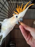 Lieve oranjekuif kaketoe, Vrouwelijk, Papegaai, Geringd