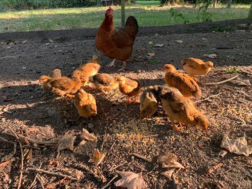 Kippen kuikens hennen en haantjes, Dieren en Toebehoren, Pluimvee, Kip, Meerdere dieren