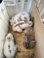 Konijnen, Dieren en Toebehoren, Mannelijk, Middelgroot