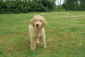 Vrolijke Medium Goldendoodle pups beschikbaar voor biedingen