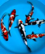 HQ Isa Showa 18-25cm Japan Koi, Dieren en Toebehoren, Vissen | Vijvervissen, Karper of Koi