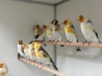 Majoor putters - Carduelis carduelis, Dieren en Toebehoren, Vogels | Overige Vogels, Meerdere dieren, Wildzangvogel, Geringd