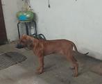 Rhodesian ridgeback pups, Dieren en Toebehoren, CDV (hondenziekte), 8 tot 15 weken, Meerdere, Nederland