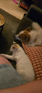 Twee vrouwlijke kittens, Dieren en Toebehoren, Katten en Kittens | Overige Katten, Poes, Langharig, 0 tot 2 jaar
