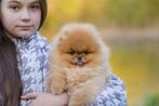 Pomeriaan | Pomeranian | Pup | FCI | Reutje | Dwergkees, Reu, 8 tot 15 weken, Buitenland, Eén hond