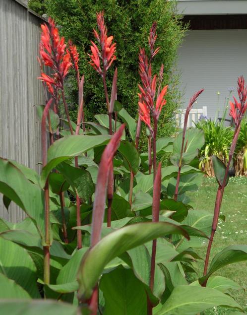 canna - canna's -  indica, Tuin en Terras, Bloembollen en Zaden, Knol, Voorjaar, Volle zon, Ophalen of Verzenden